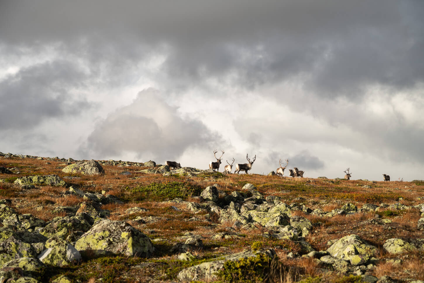 Large Reindeer herd in Swedish Lapland