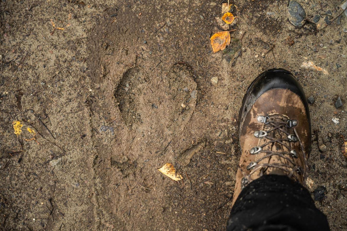 Moose footprint compared to a boot.