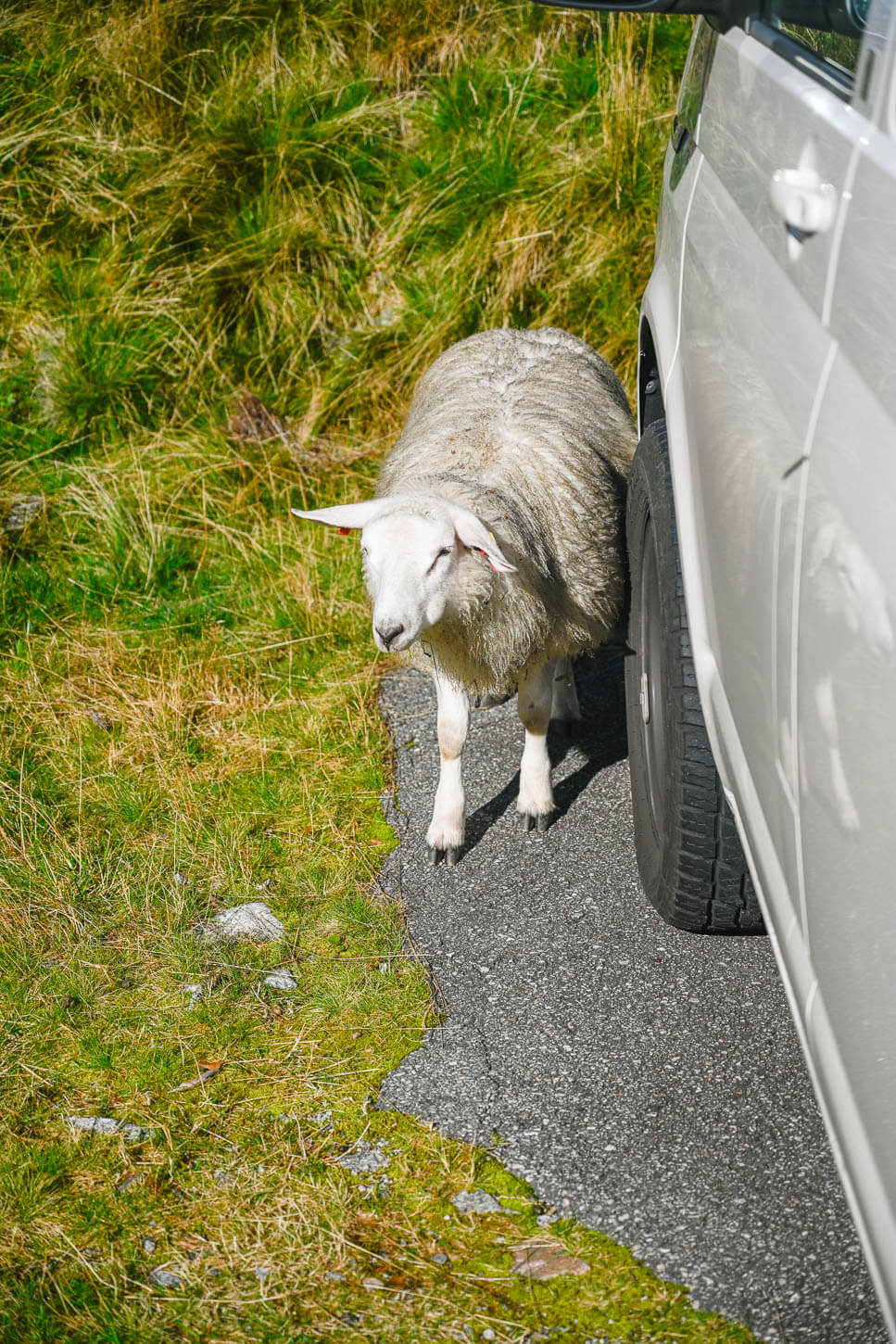 Sheep near a white van.