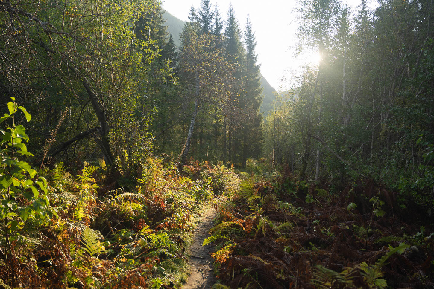 Dense vegetaion with a backdrop of the ealry morning sun in a calming scene in the Rago National Park