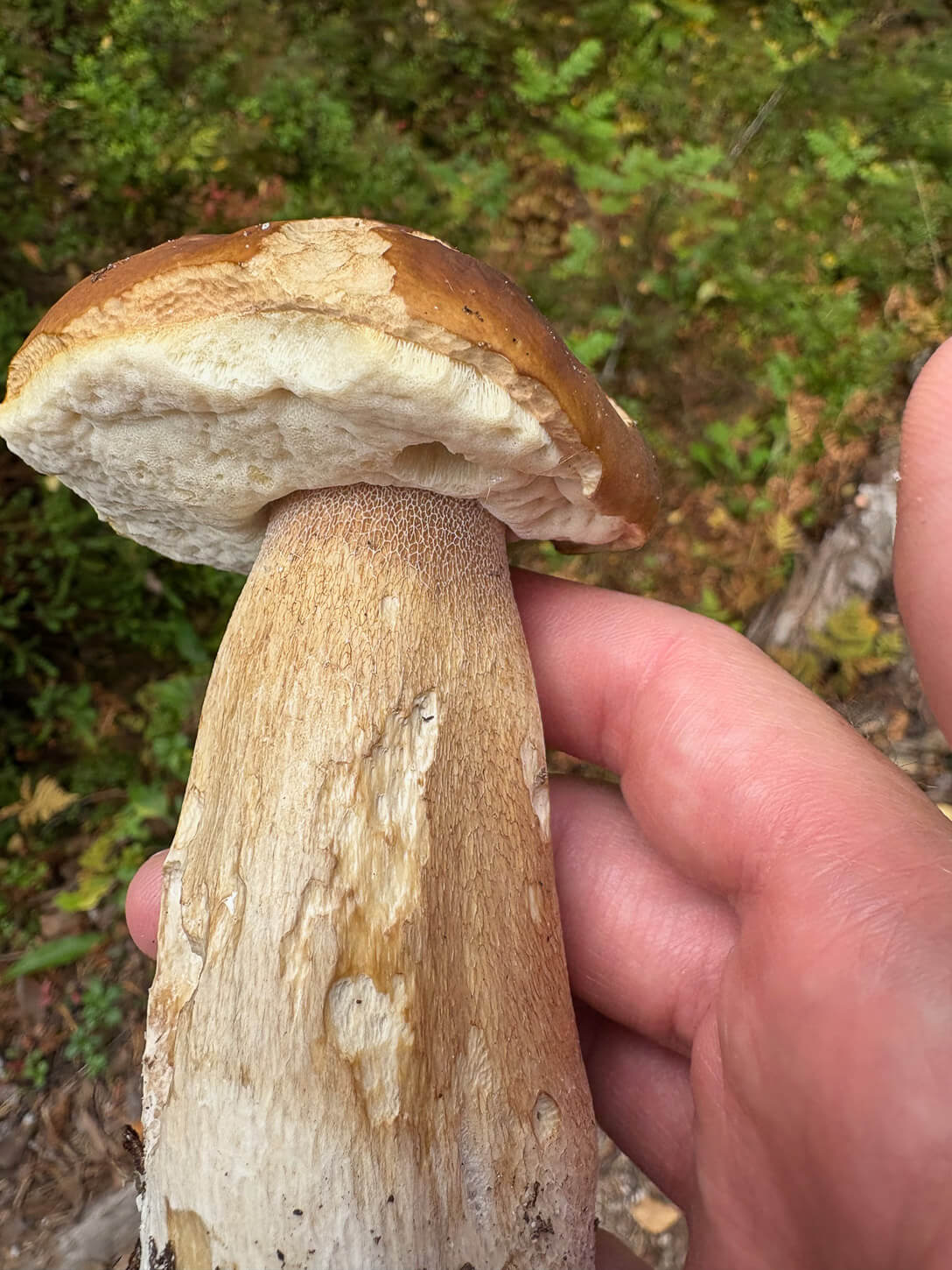 Boletus Edulis or King Bolete picked in the Rago National Park in Norway