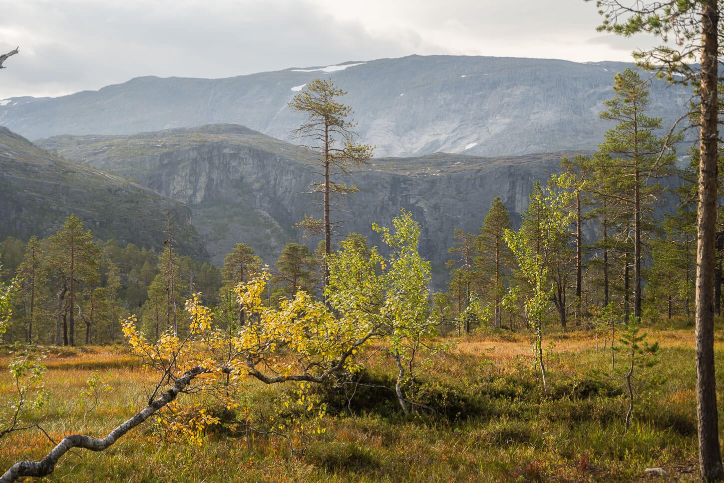 View of the mountains and a plateau with trees in the Rago national Park.