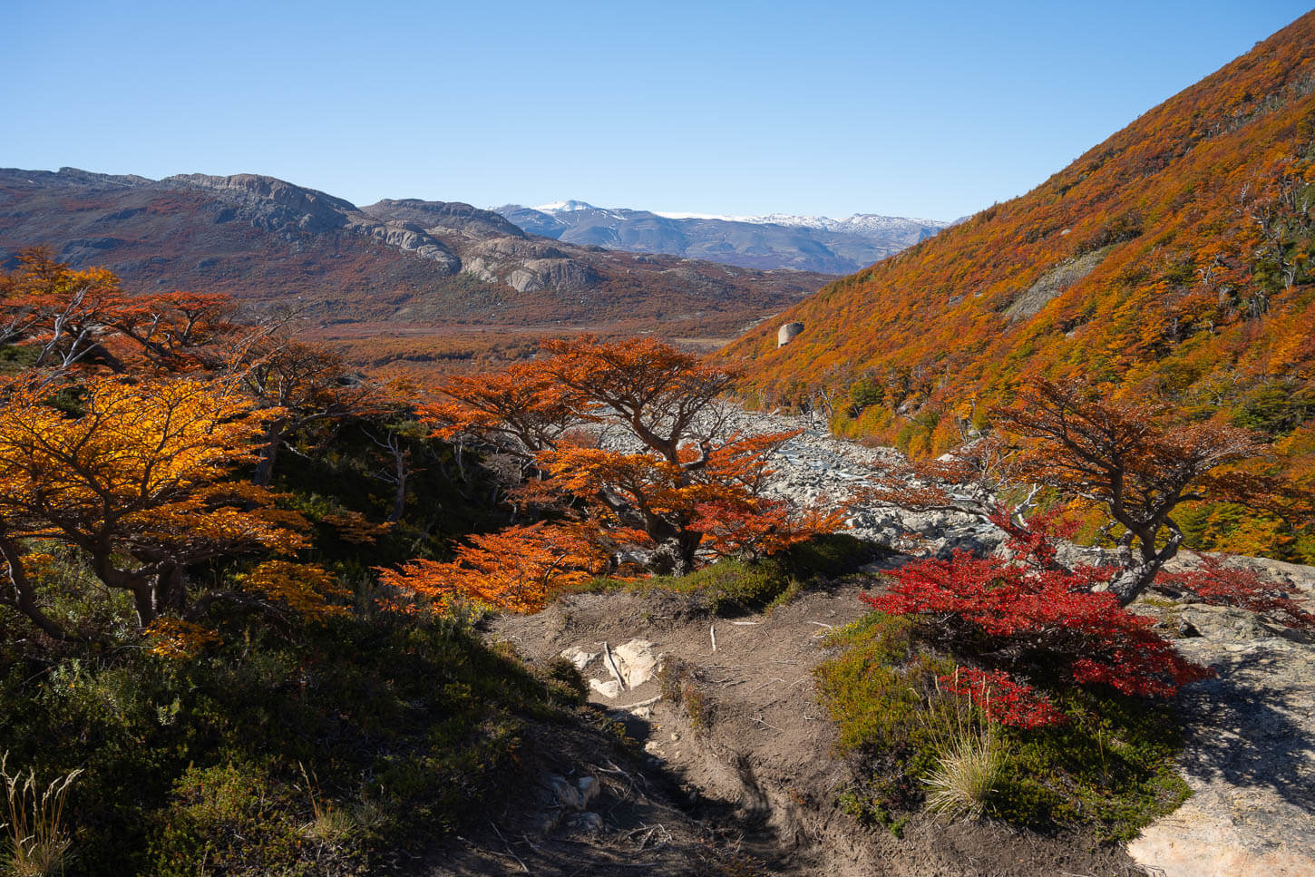 Lenga Trees in their autumn colors, around a hiking trail in Los Glaciare Park in Patagonia.