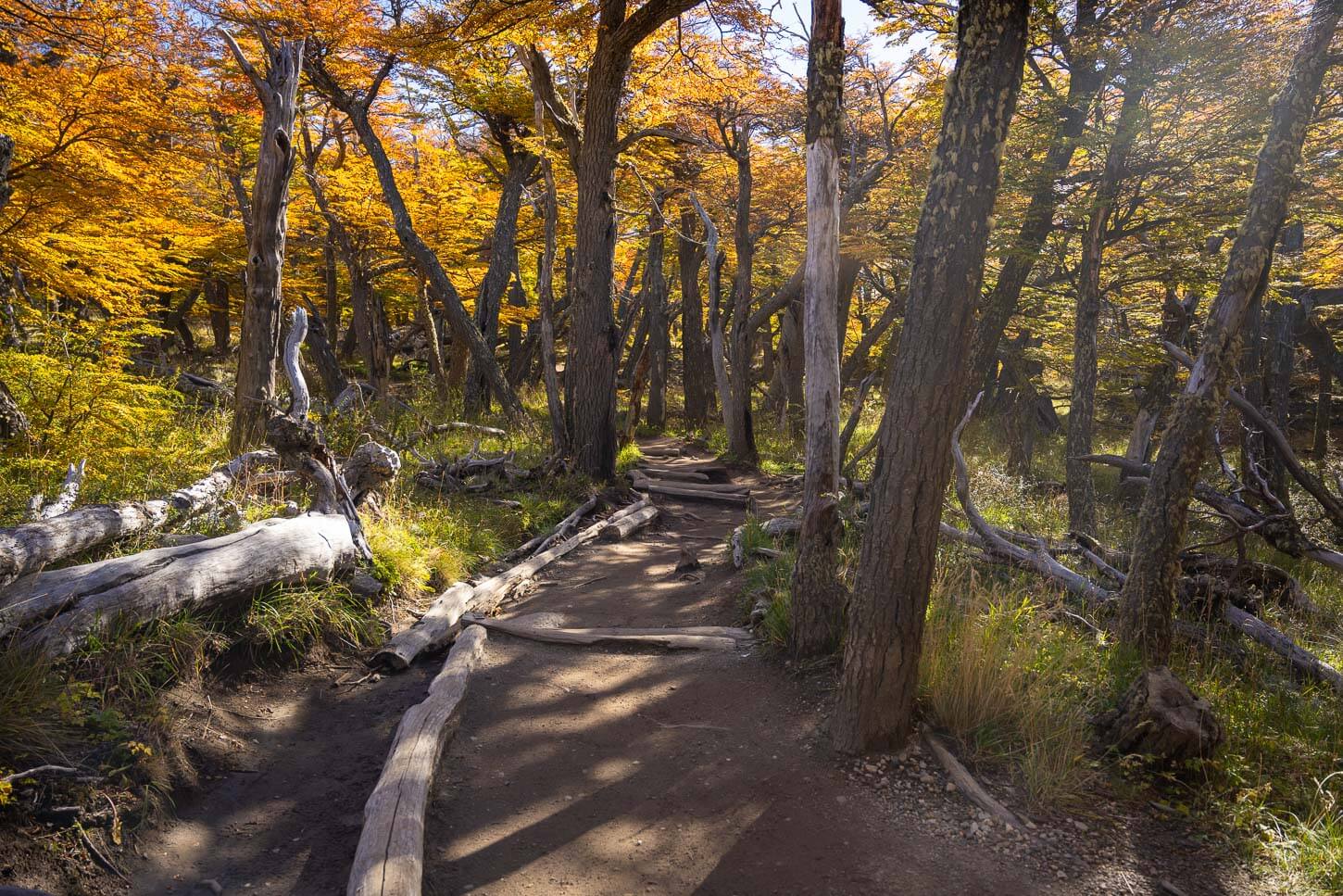 Hiking trail to Laguna de Los Tres in the Lenga forest