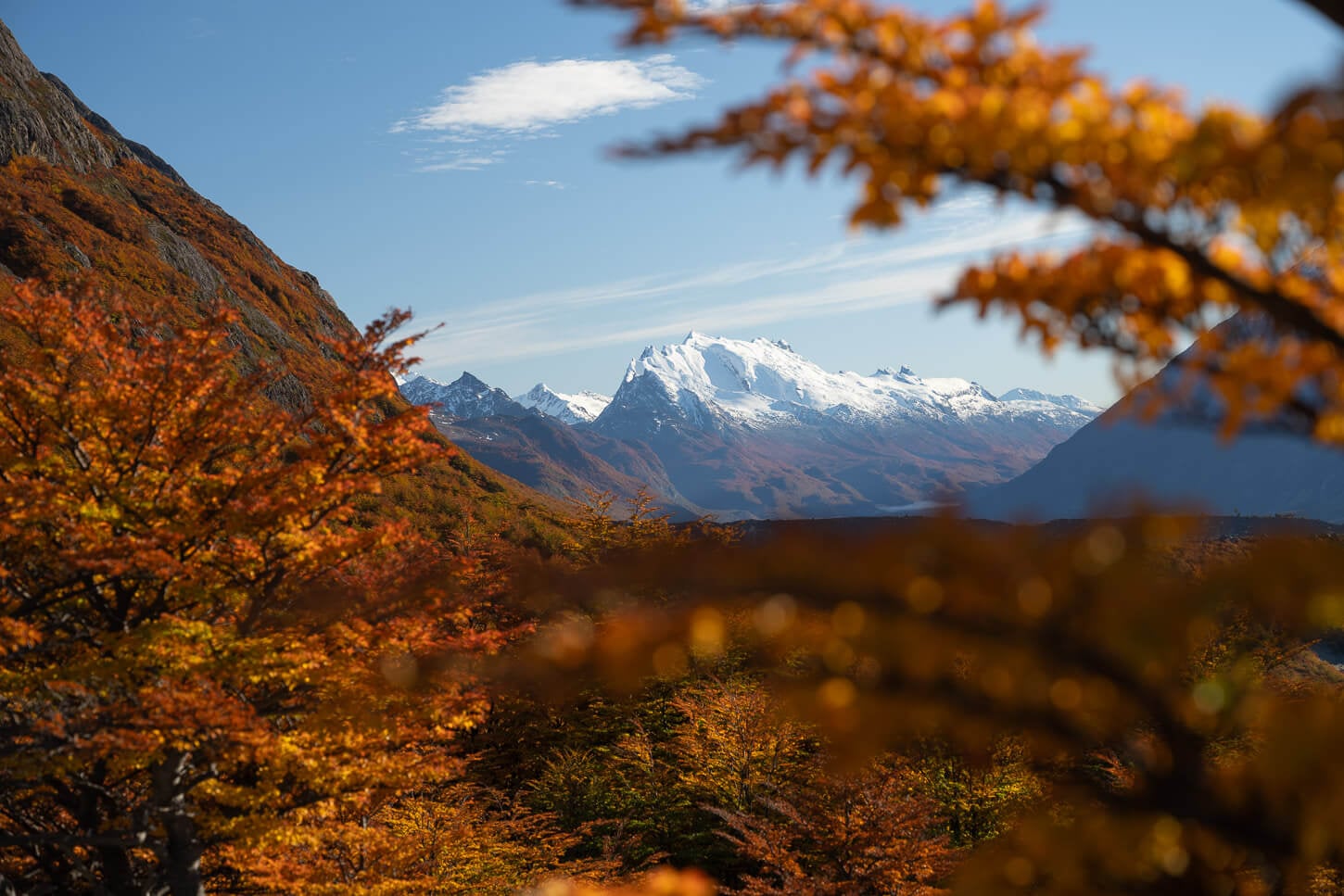 View of the mountains. in Los Glaciares park in Patagonian Argentina, viewed through the vibrant colors of the branches of Lenga Trees.
