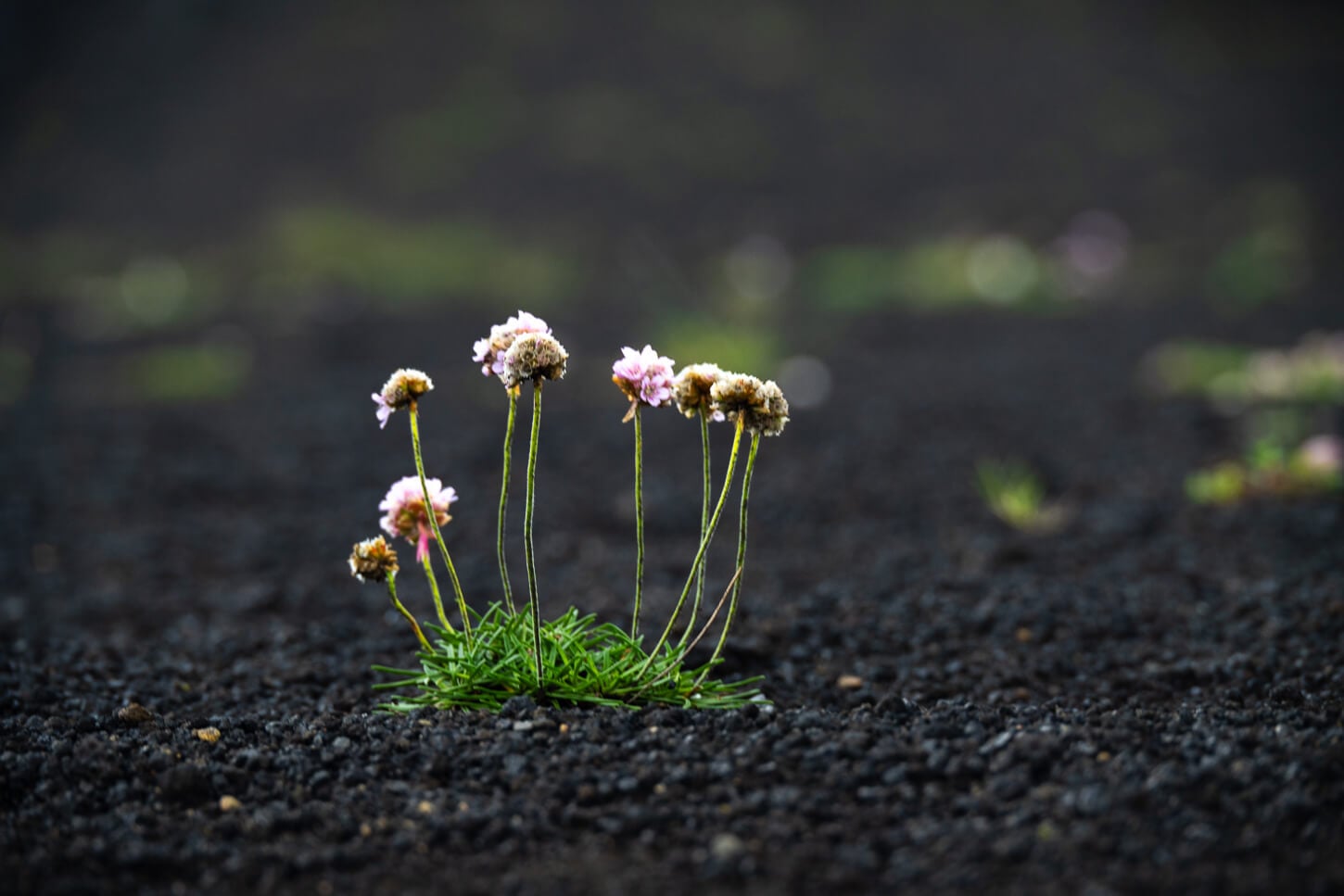 Lone flowers growing on the volcanic, fertile soil of the highlands of iceland