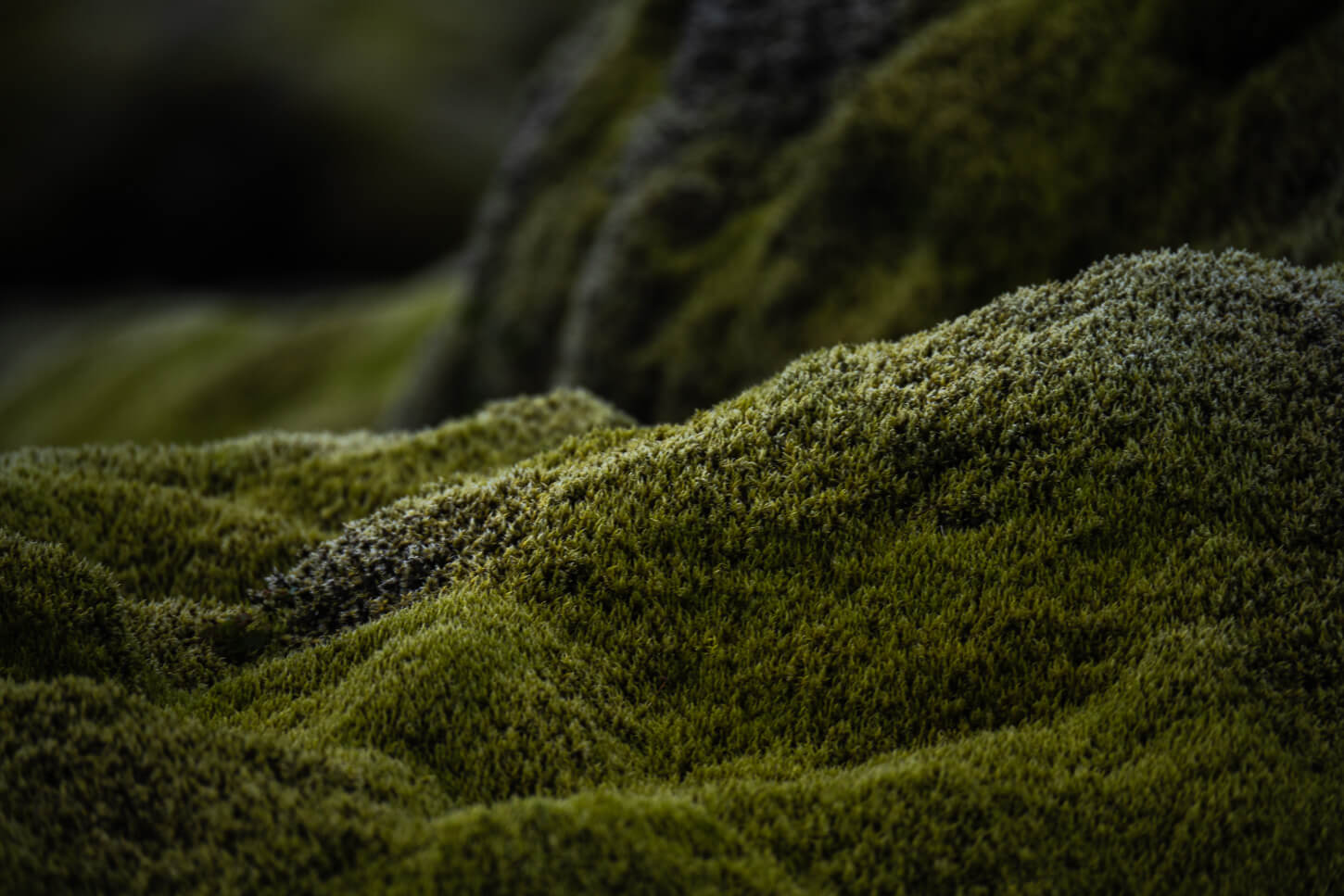 view of green moss in the highlands of Iceland.