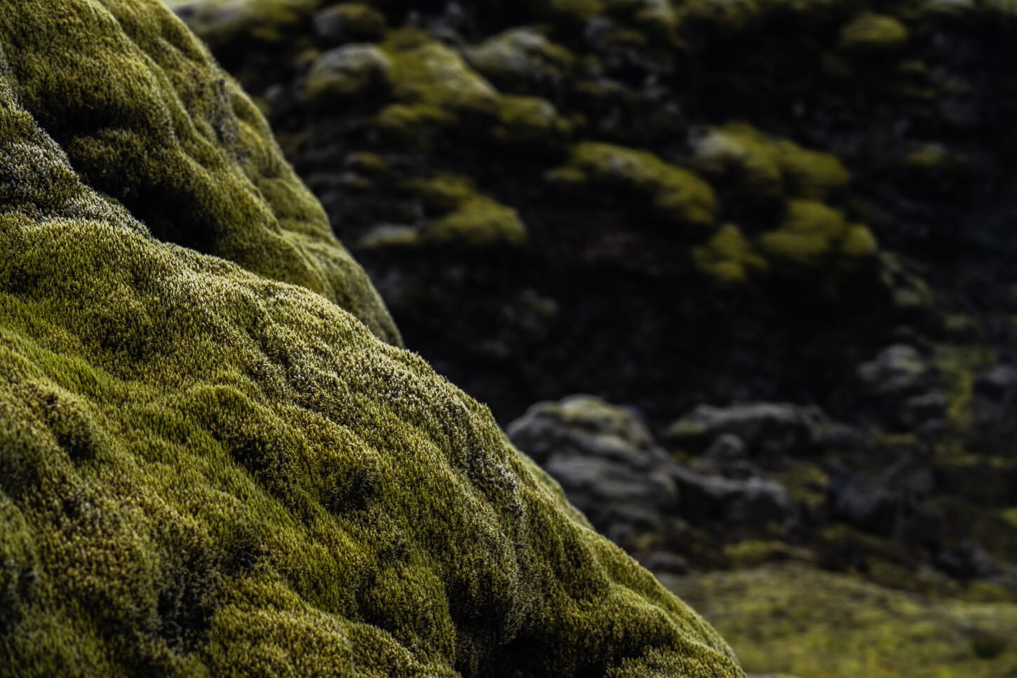 detial of green moss in iceland