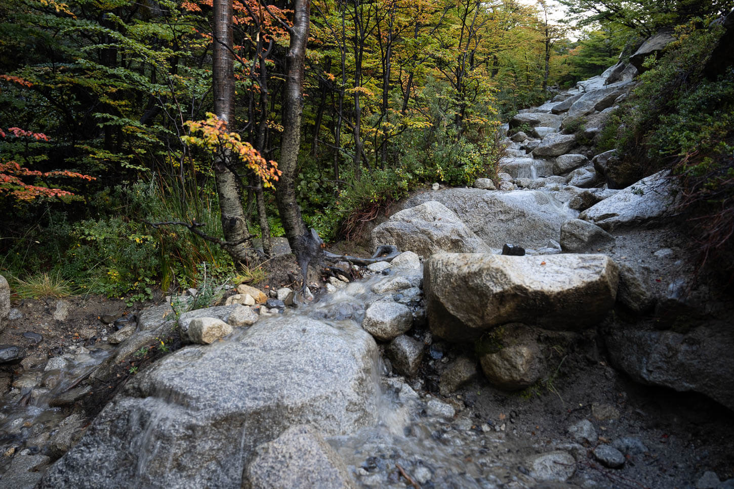 Flooded section of the trail in the forest.