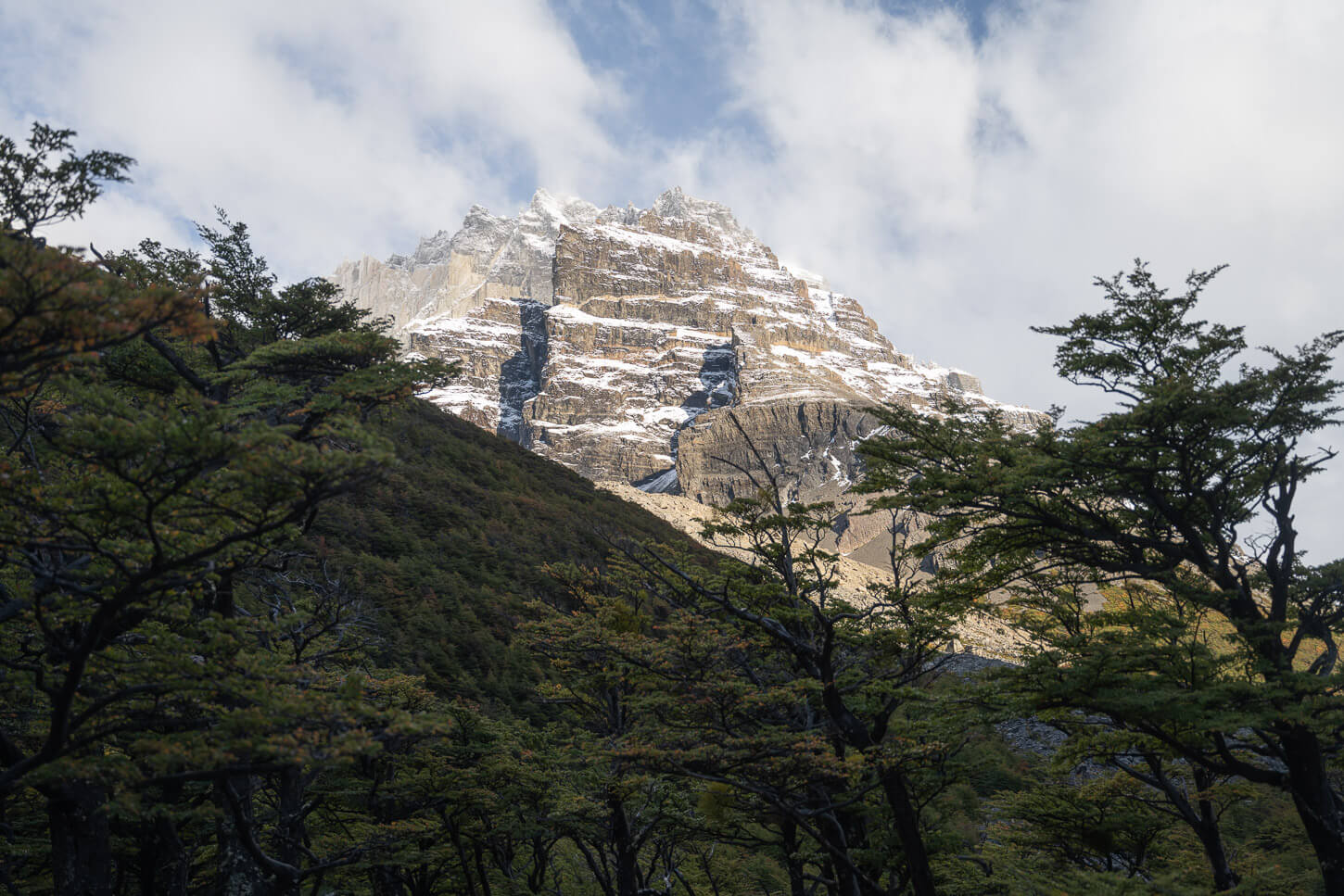 view of a snow-capped mountain towering above the trees.