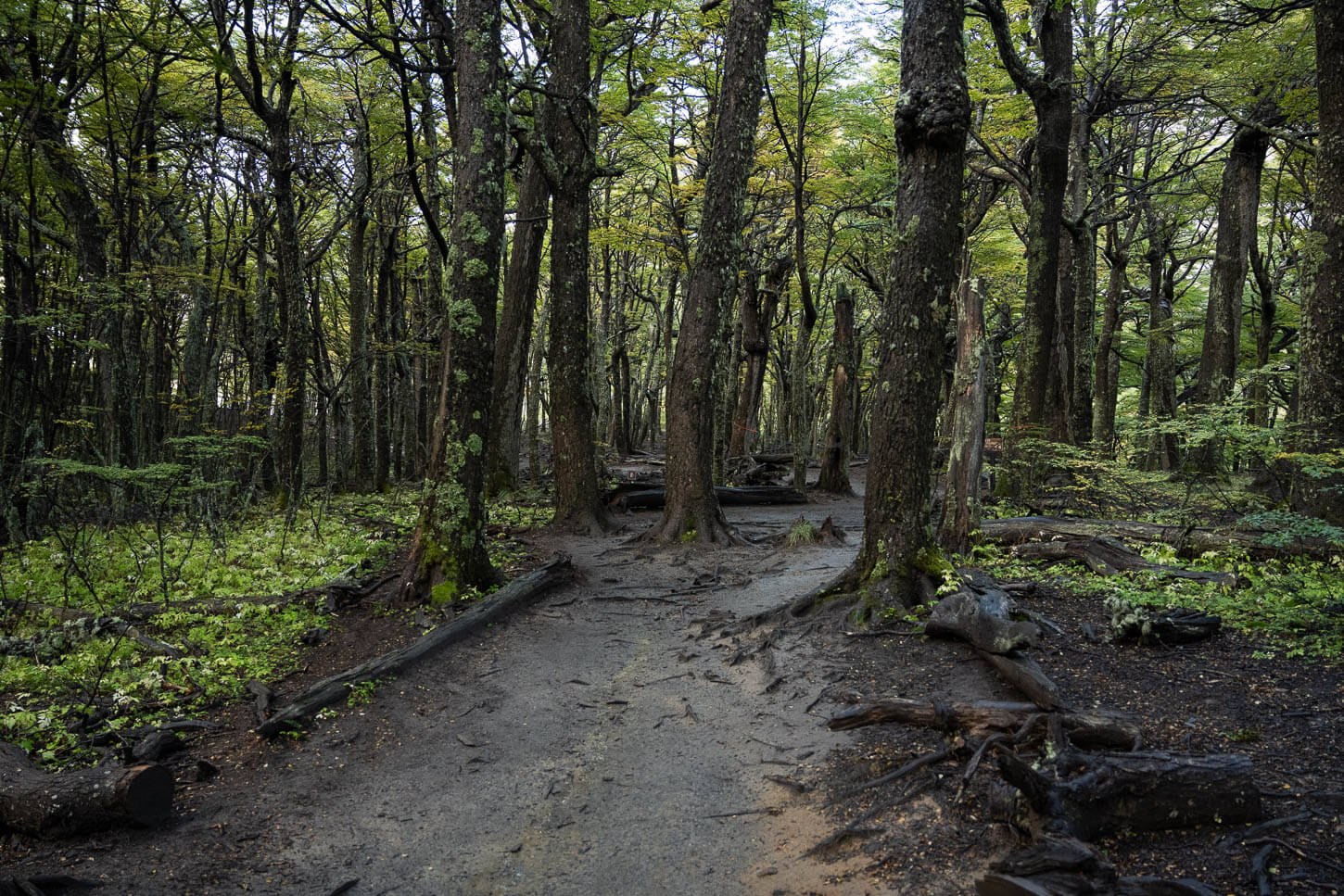 Forest on the trail to Mirador Base torres