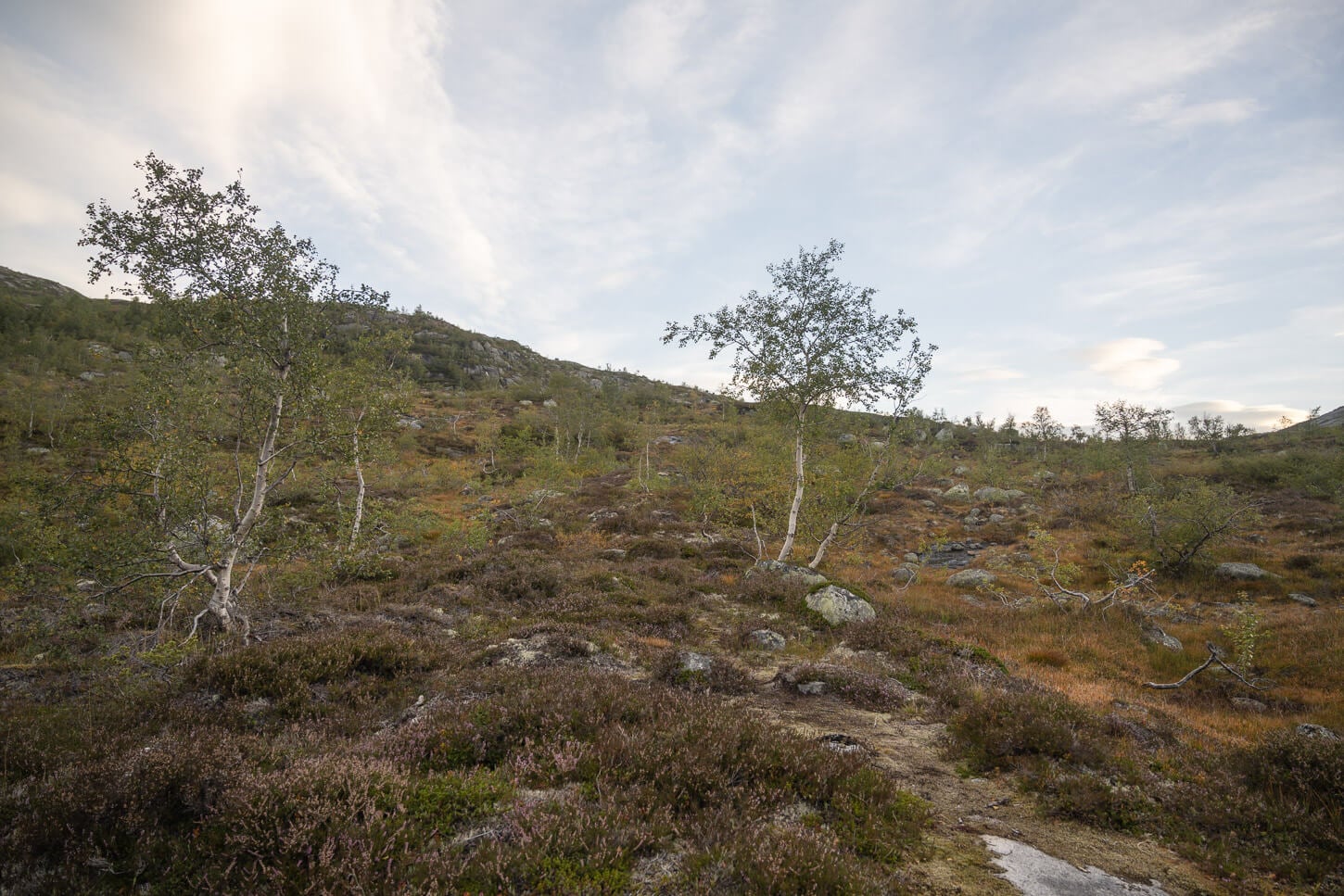 Trees on the trail to Trolltunga.