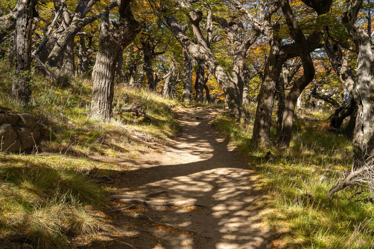 Hiking trail in a Lenga trees forest.