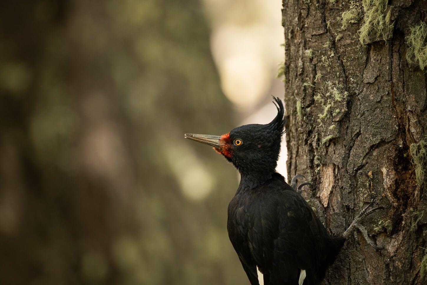 Female magellanic woodpecker spotted in a forest in Patagonia.