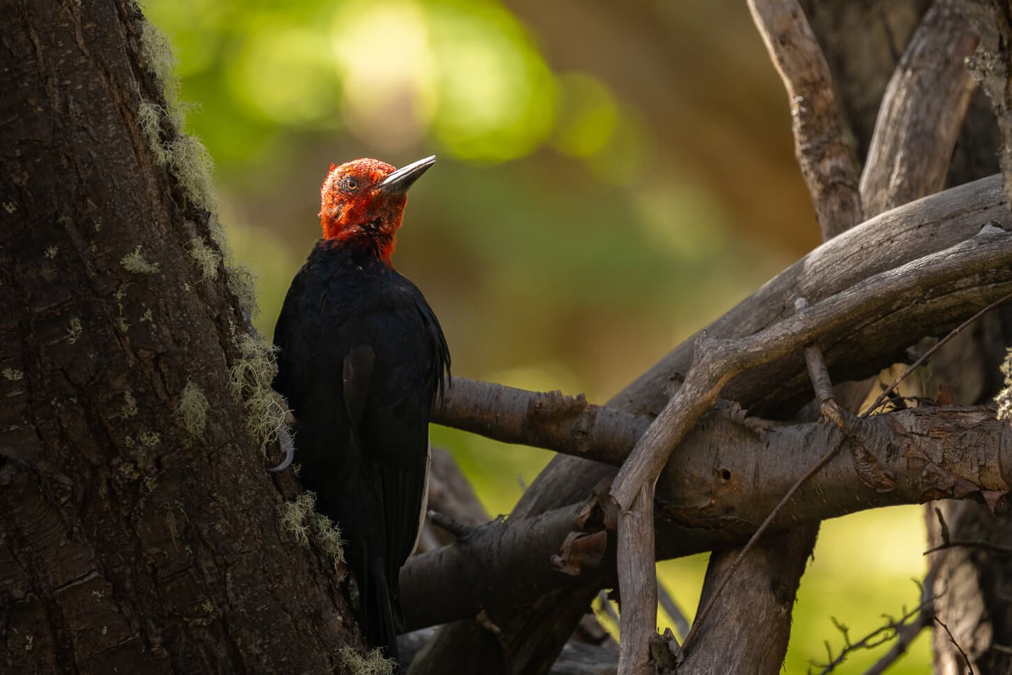 Male Magellanic Woodpecker on a tree in a forest in patagonia