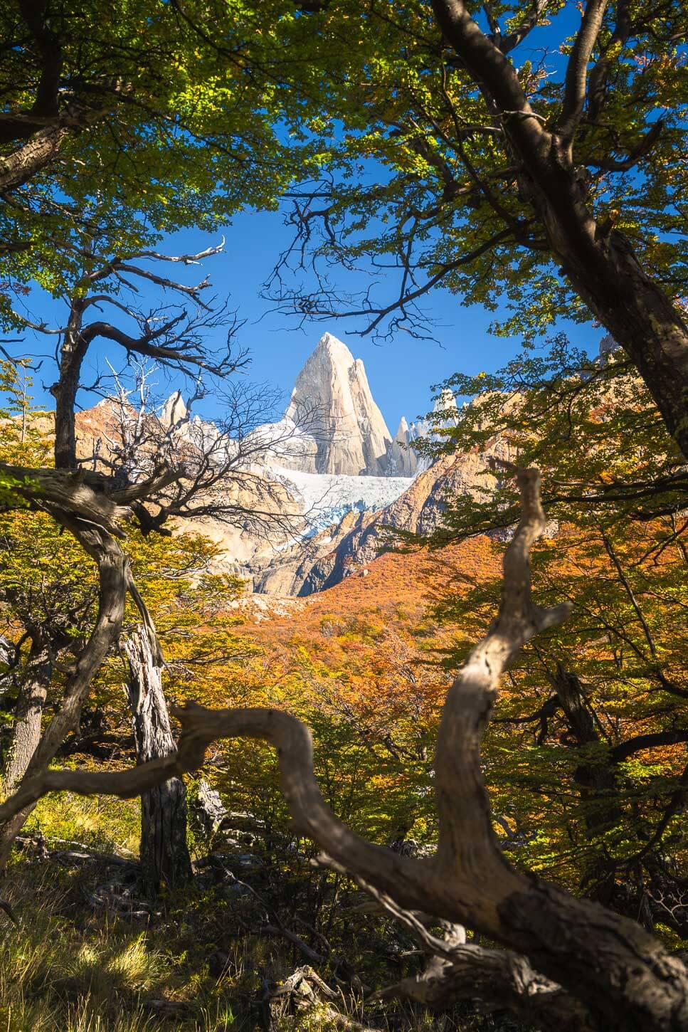 View of Mount Fitz Roy through a clearing in the forest, on a bright autumn day, with the mountain framed by the branches and leaves of the trees.