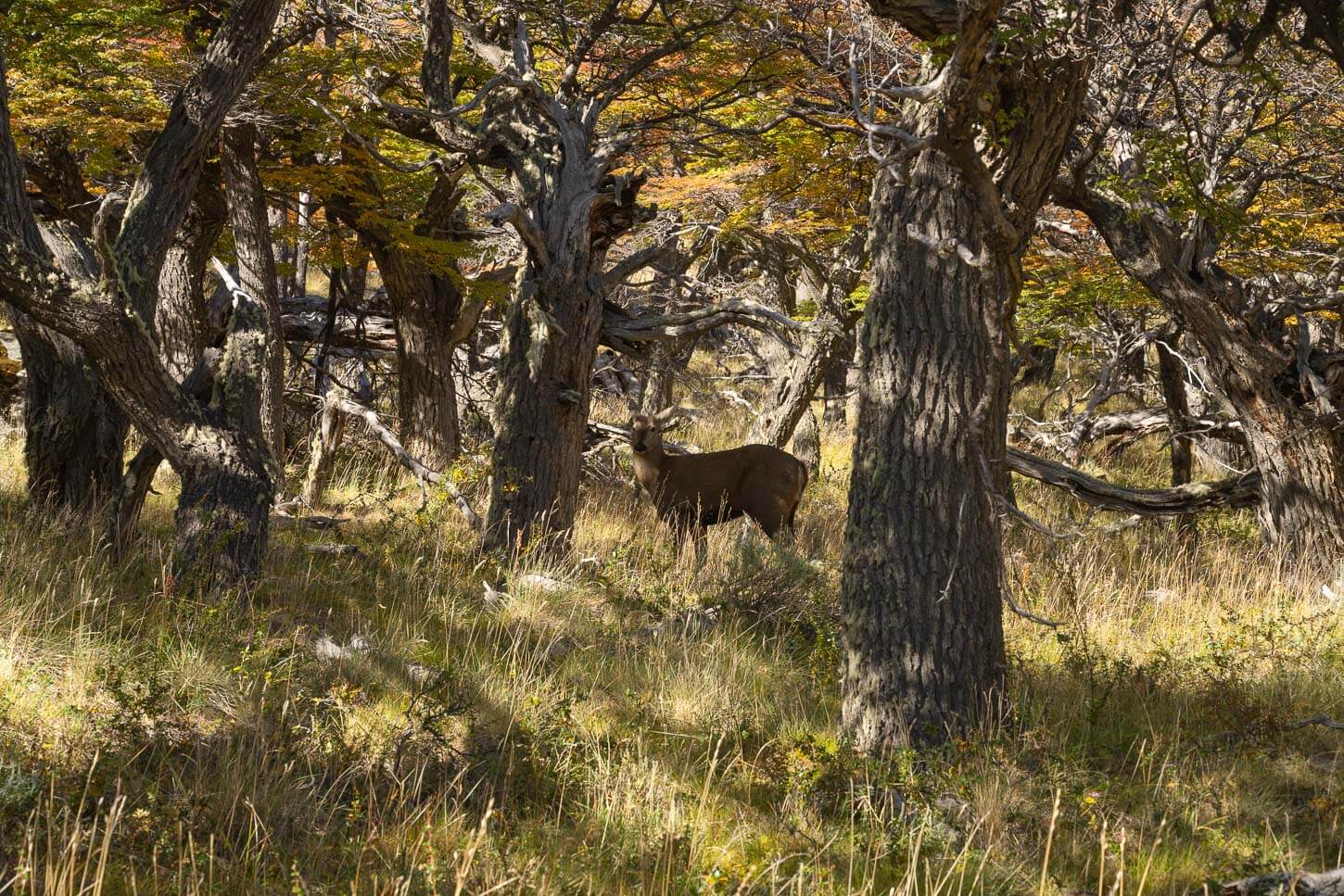 A Young male Huemul grazing l in the shadow of the forest.