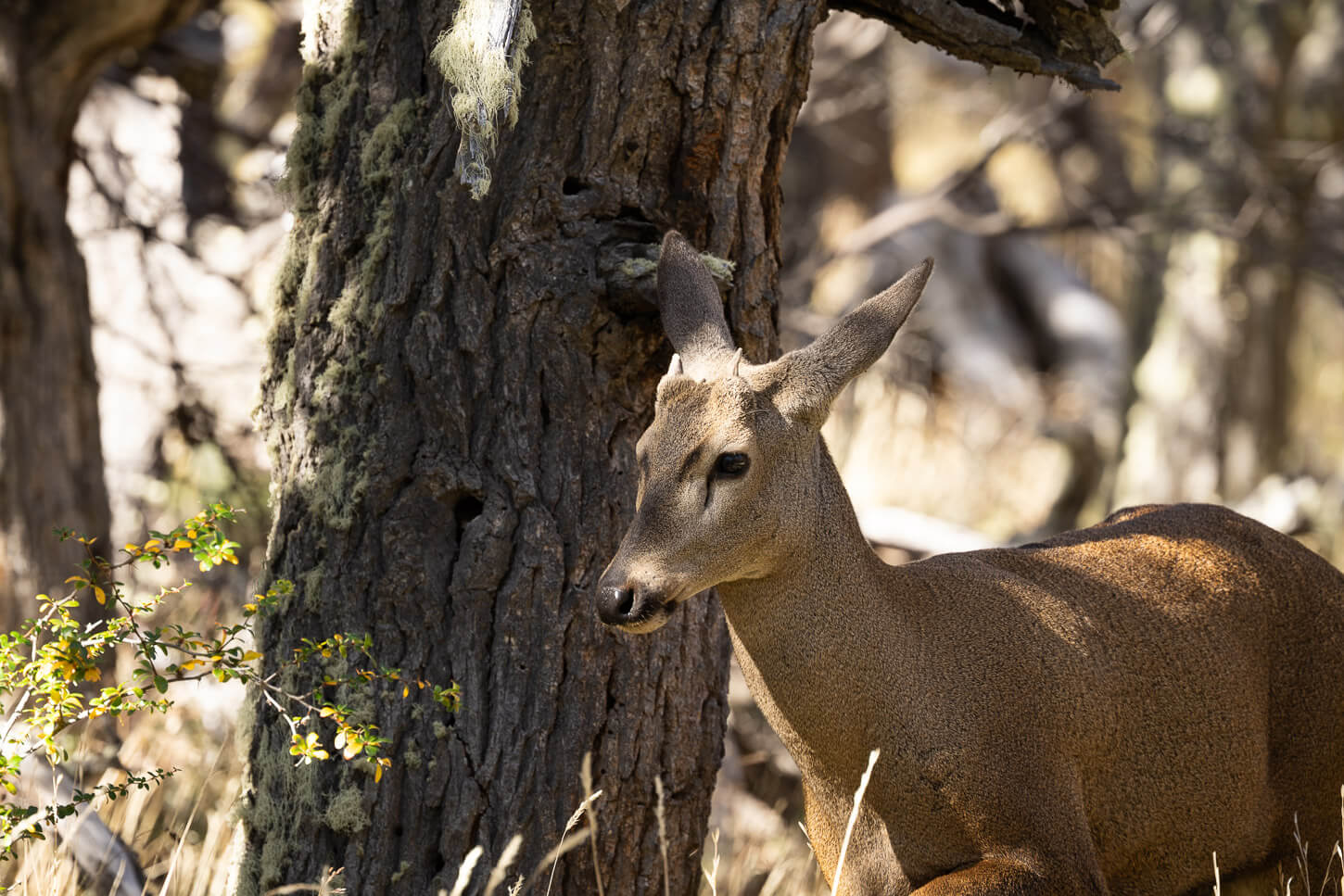 Young male huemul with short horns walking in the forest.