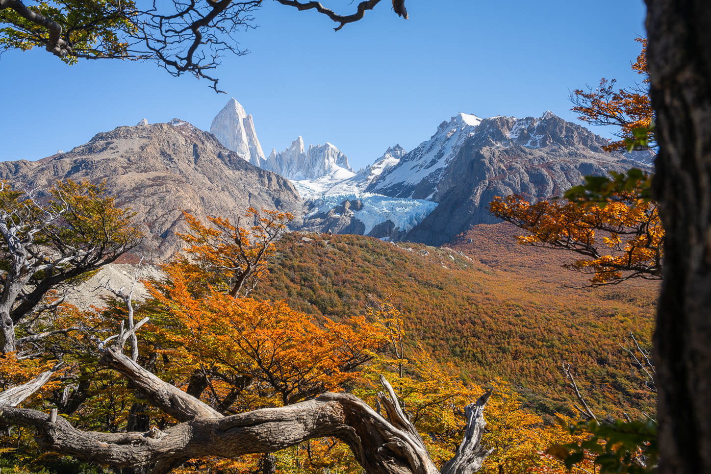 Panoramic views of the mountain in Los Glaciares National park, with a forest in the vibrant orange autumnal colors, a glacier in the background and the jagged peaks of the Fitz Roy, framed by the branches of trees in the foreground.