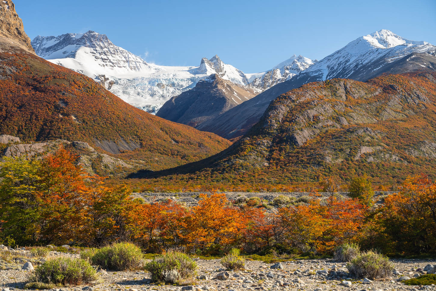 Mountain and glaciers in Patagonia, with the vibrant colors of the autumn trees at the lower elevation on the mountainside,, under a sunny blue sky.