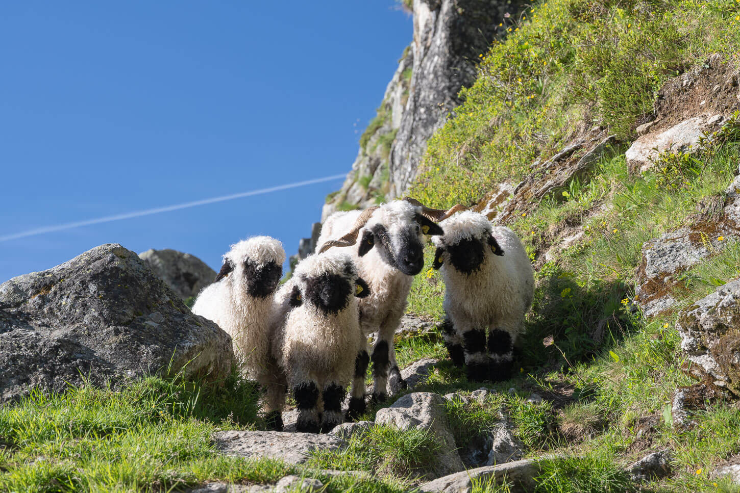 Valais Blacknosev sheep, mother with the pups