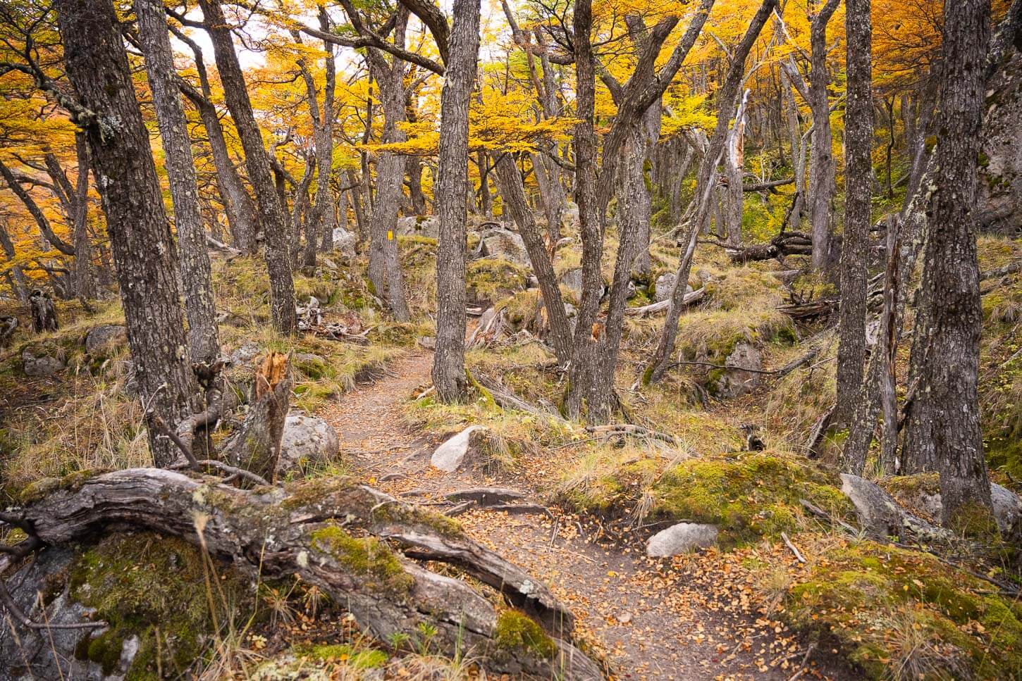 Trail meandering through the vibrant colors of the Patagonian forest on the hike to Puesto Cagliero.