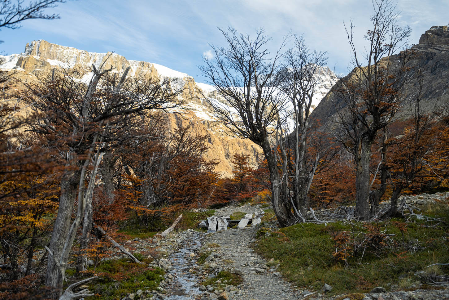 Trail through the forest in Patagonia