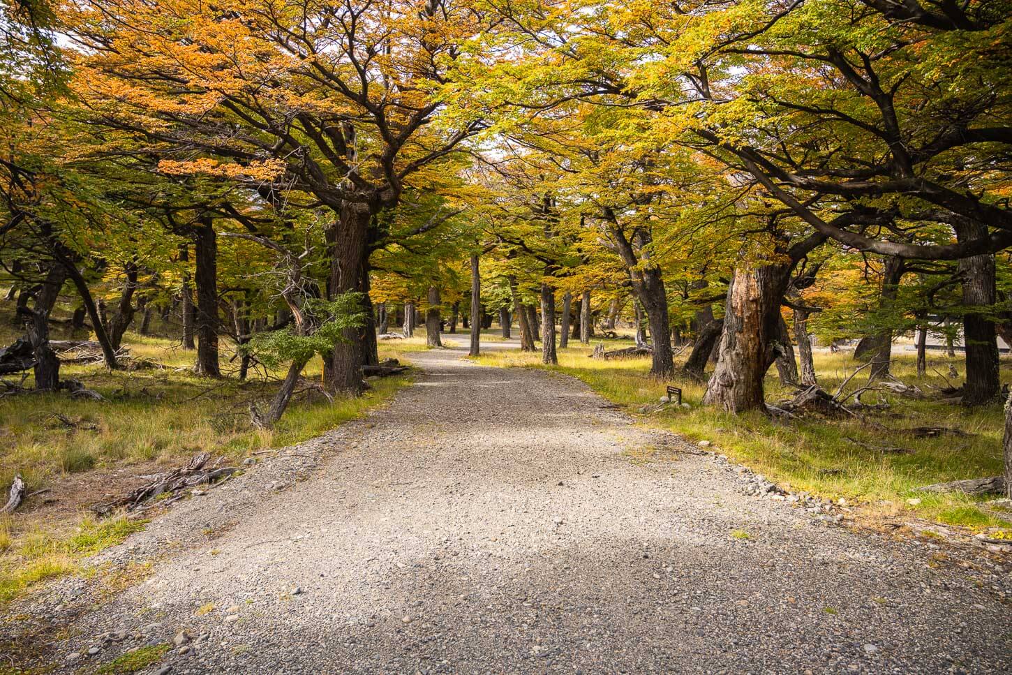 Gravel road in the Los Huemules nature reserve in Patagonia, surrounded by trees in their vibrant autumn colors.