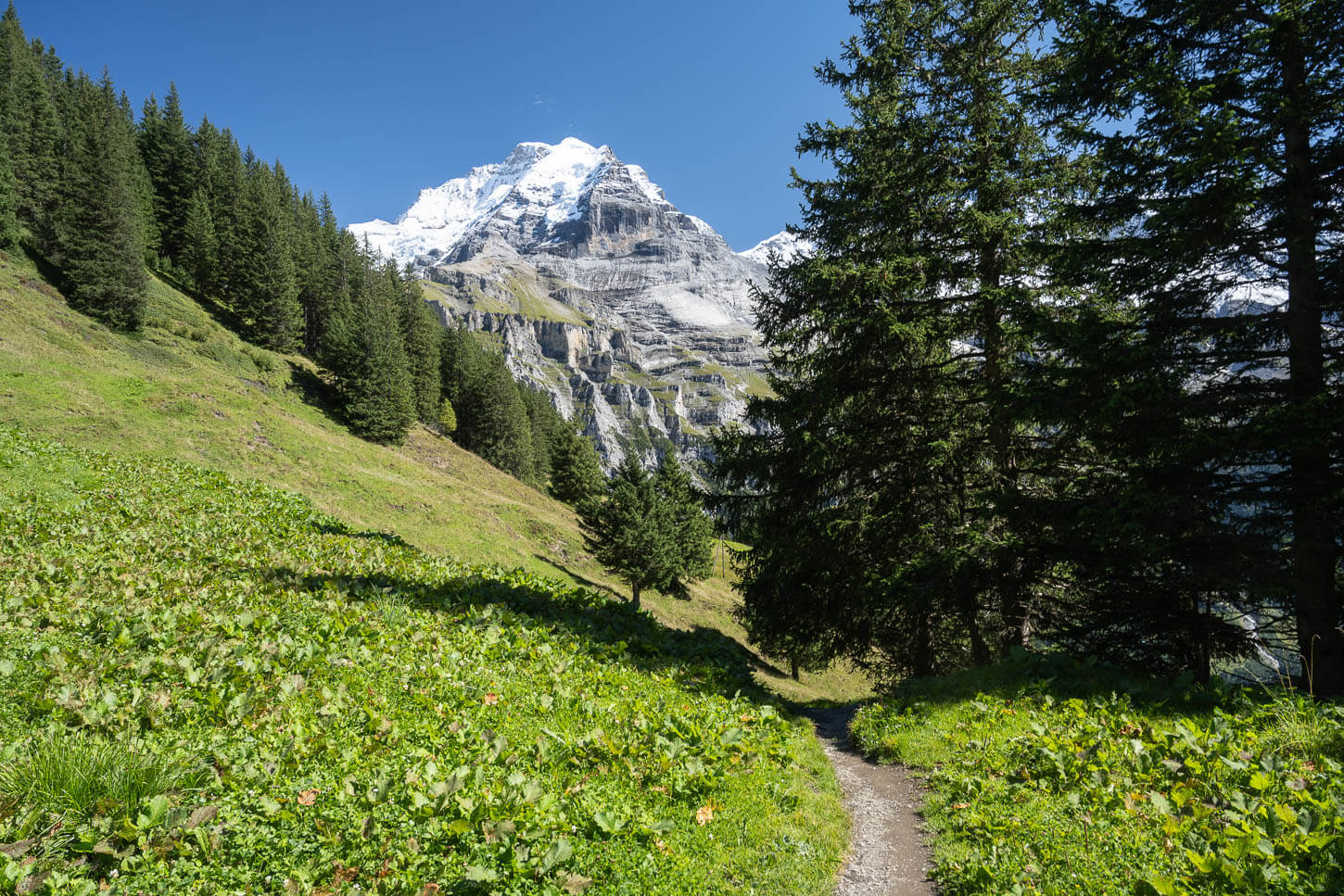 Trail partly in the forest with a view of the Jungfrau mountain in the distance.