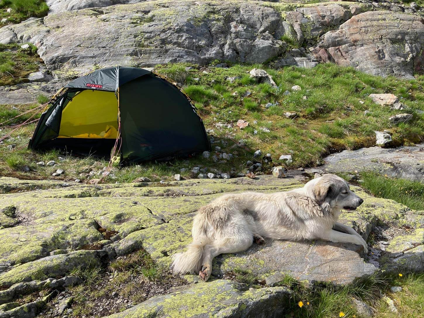 A dogn and a tent pitched on a rocky field on the mountains.