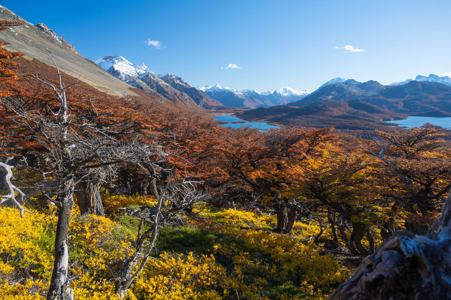 A beautiful and colurful autumn scene in Los Glaciares Park, with the vibrant colors of the lenga trees, under an equally vibrant blue sky, with snow-capped mountains vanishing in the distance.