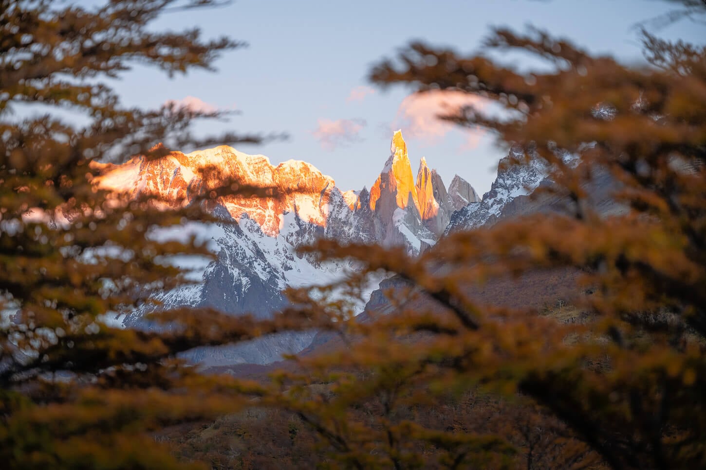 View of Cerro Torre at sunrise through the foliage on the hiking trail to Loma de las Pizarras.