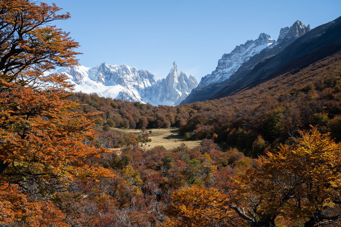 Hidden Cerro torre lookout on the Lagunas Madre e Hija trail, with Cerro Torre, towering above a landscape filled with vibrant autumn color, under an equally vibrant blue sky.