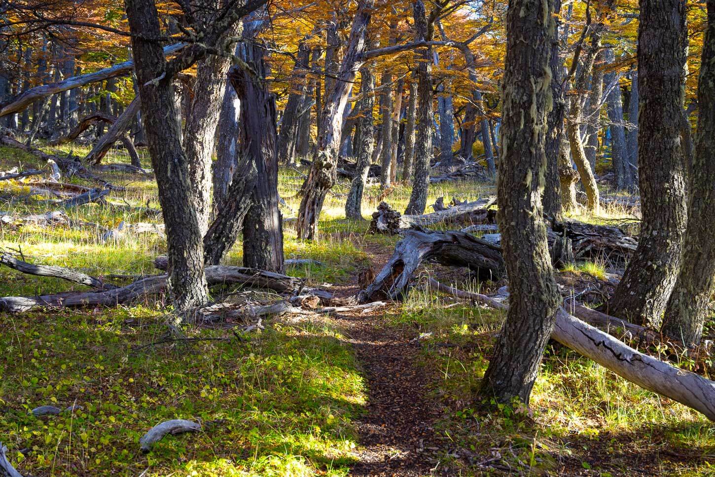 Partyl overgrown trail in a forest in patagonia