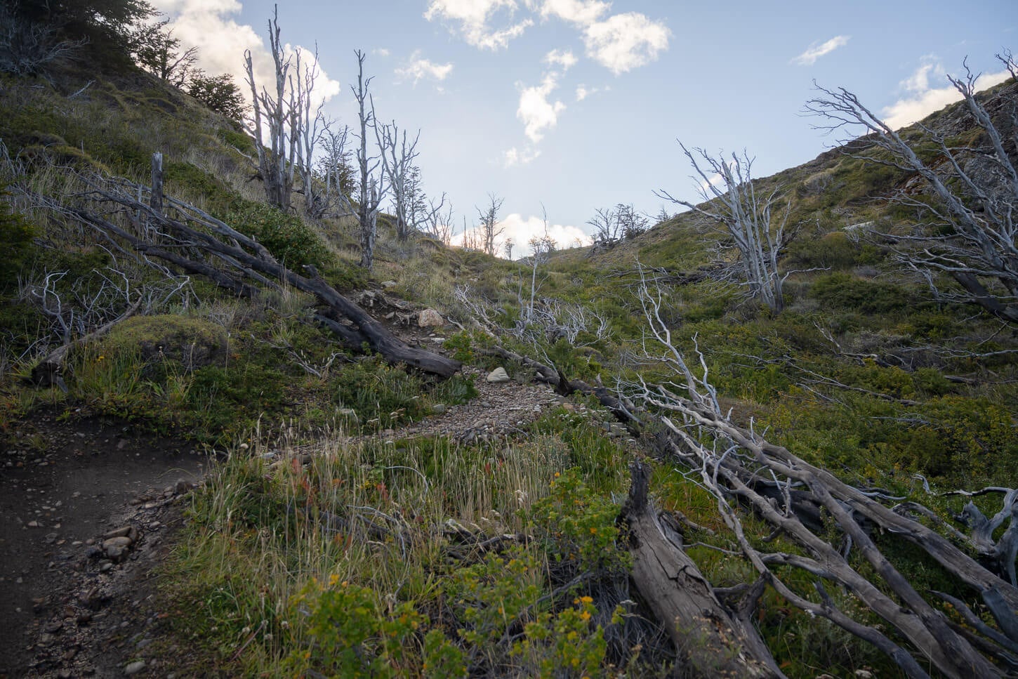 Dead trees on the trail to the Mirador