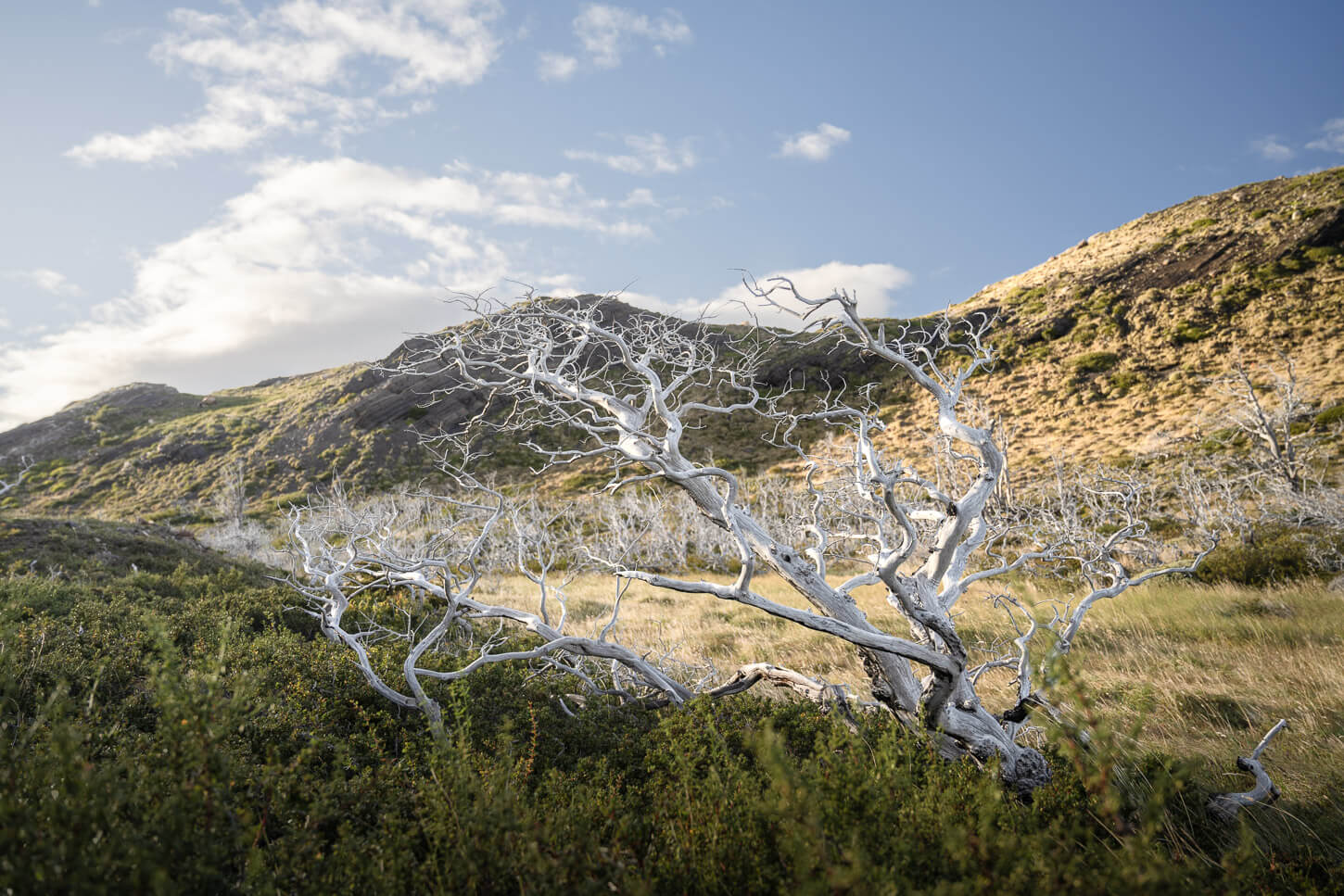 Dry Tree on the trail, with complex shapes if its branches