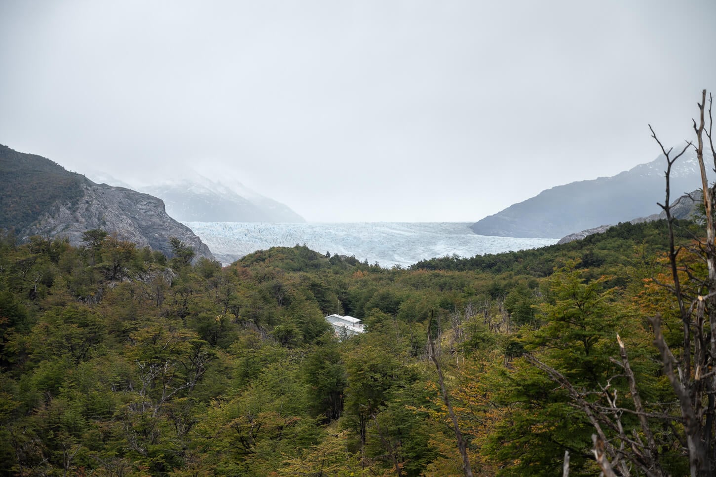 Refugio Grey's roof emergeing from the canopy, with the ice mass of the glacier in the distance.