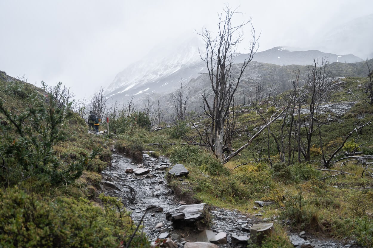 Partly burned trees in Torres del Paine near Lago Grey