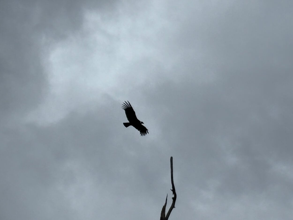 Condor flying in Torres del Paine under a grey sky, whic makes it appear as a black silohuette 