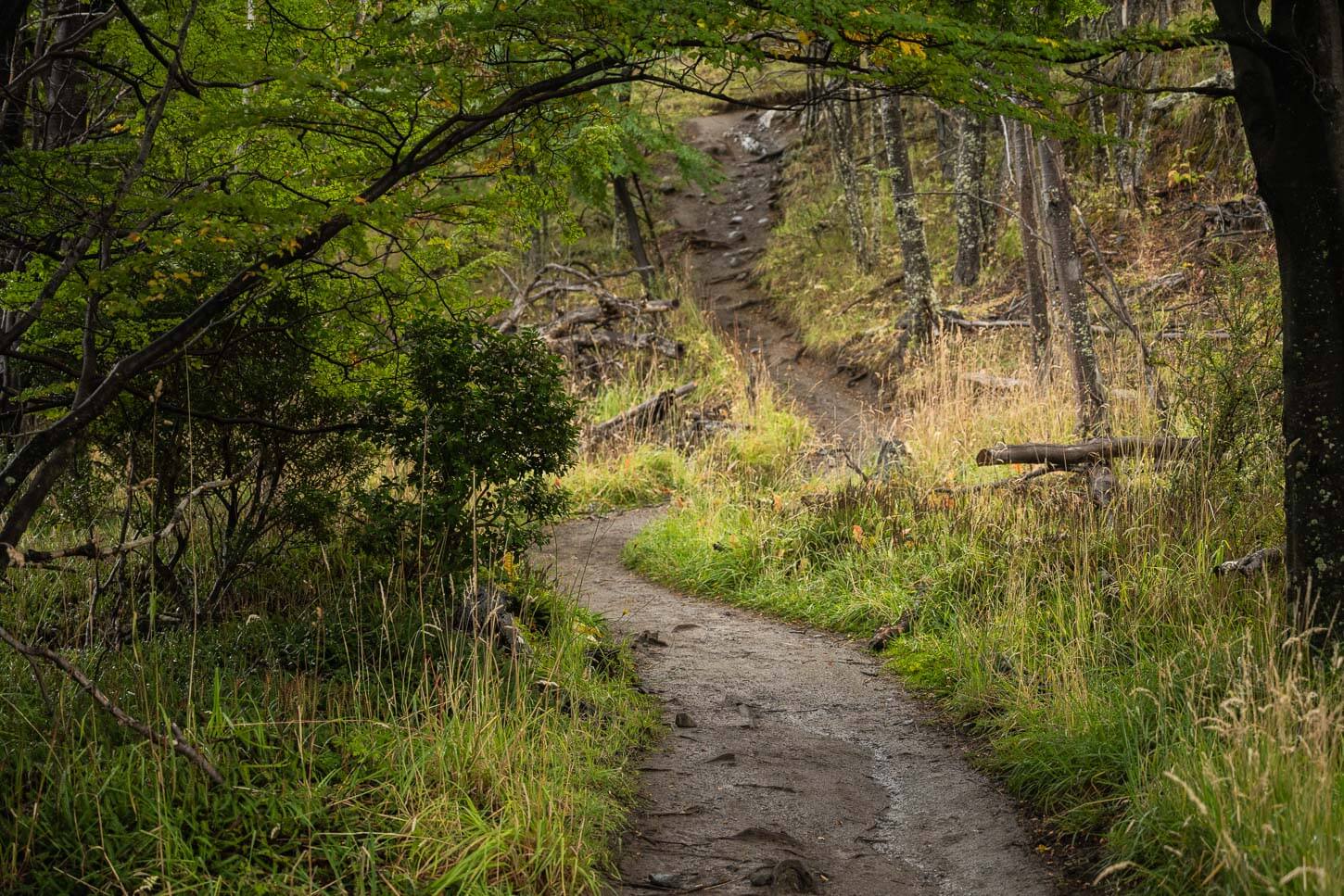 Winding rail in the forest, with long frass growing on either side.