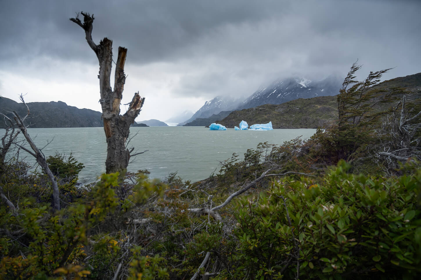 Landscape around Lago grey in Patagonia with the vegetation framing a few icebergs in the lake, under a cloudy, moody sky.