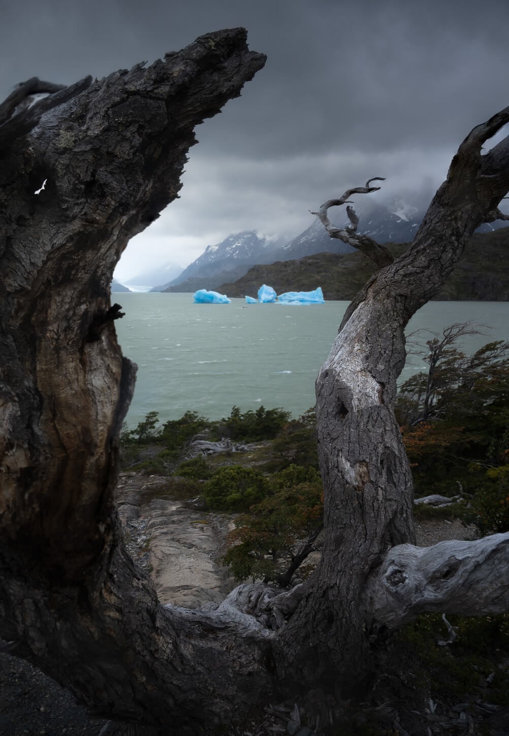 Icebergs framed by Lenga tress on a lake in Torres del Paine.