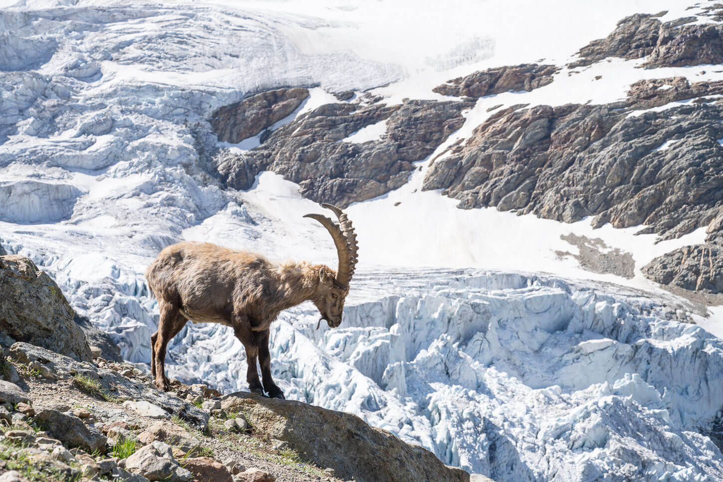 Ibex on a ridge with the upper Grindelwald Glacier in the background, met on a hike