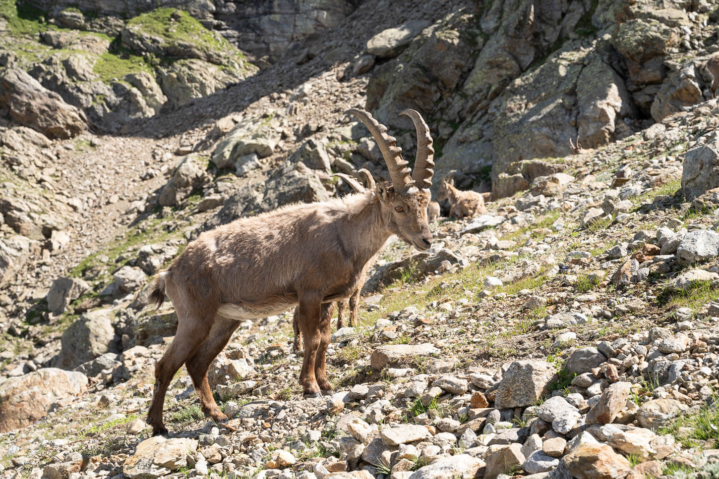 Ibex on a mountain in the alps.
