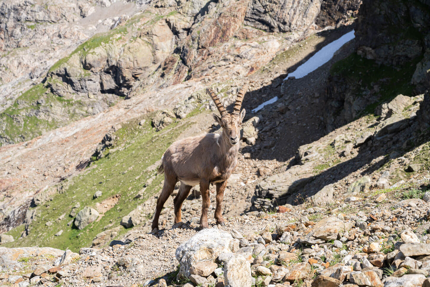 Ibex on a rocky mountain slope, looking straight into the camera