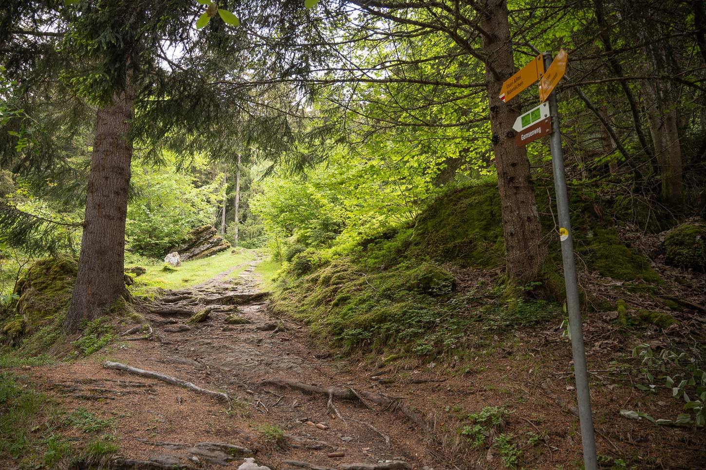 Hiking trail to Männlichen in the forest, close to Wengen, with trail signs pointing the way.