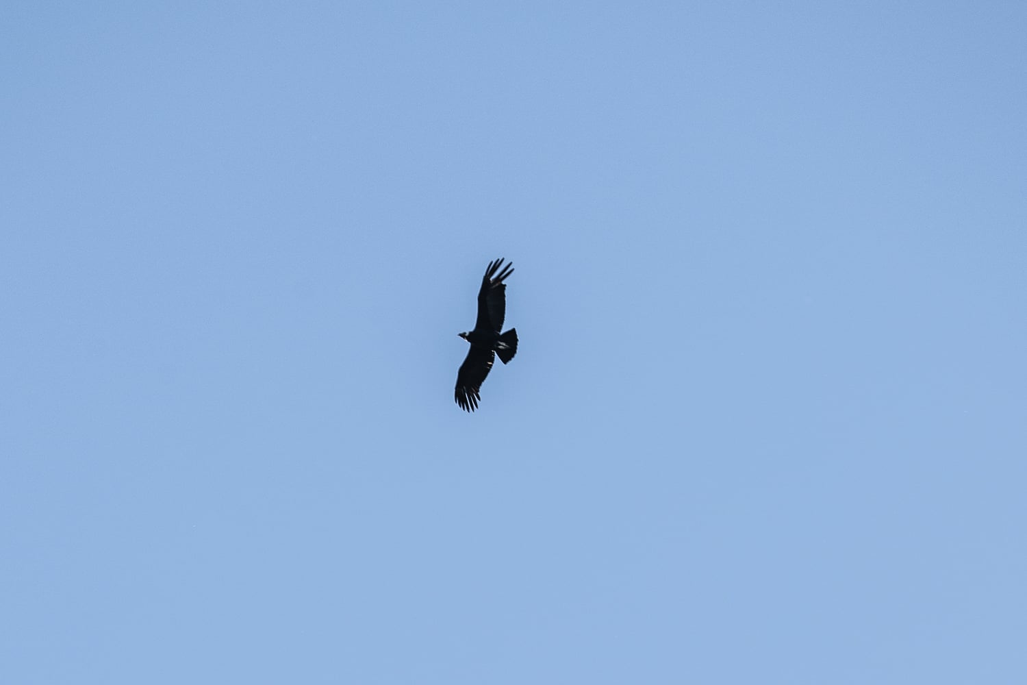 Andean white collar condor flying high in the sky in Patagonia