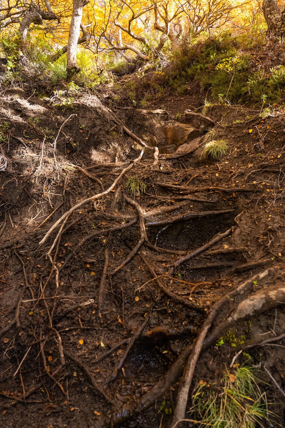 Steep passage with mud and exposed roots on the trail to Laguna Sucia.