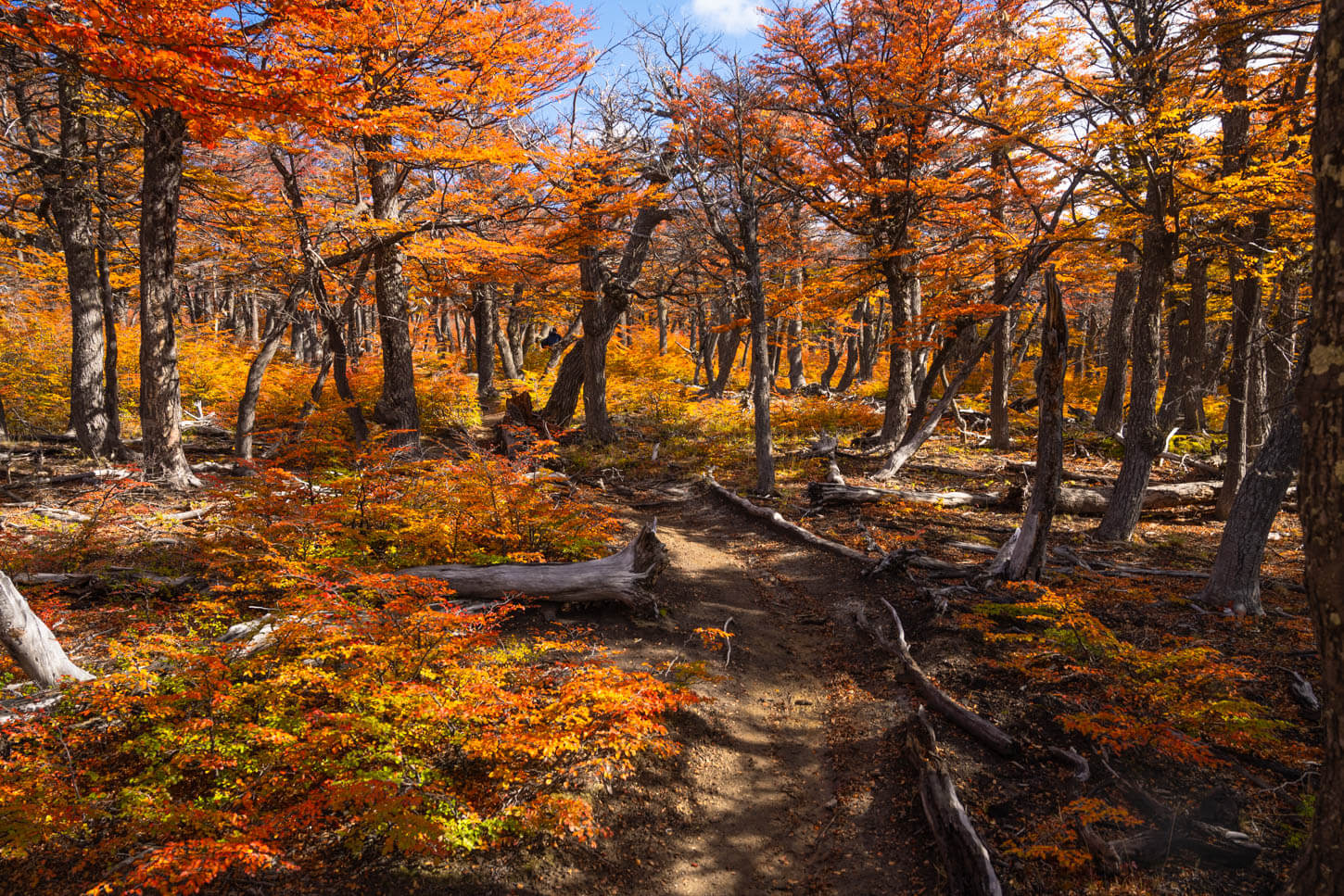 Autumn colors of the lenga trees in a forest