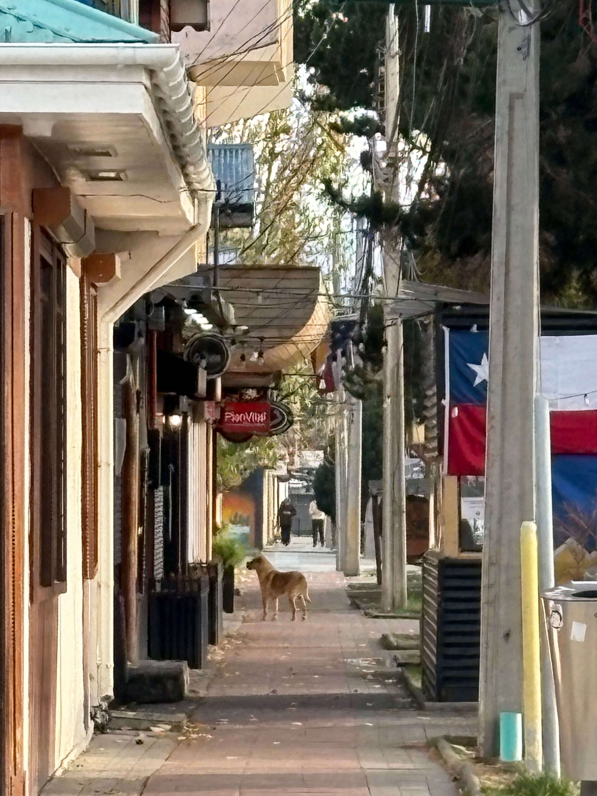 Dpog in Puerto Natales